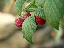 Врач предостерегла от злоупотребления популярным летним продуктом