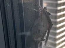 Спасатели выручили летучую мышь, застрявшую между окнами на севере Москвы