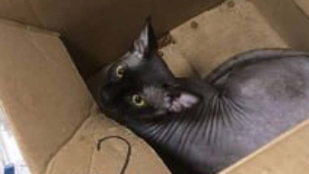 Синонимы 6 класс. Подбери синонимы. Подбери синонимы к словам. Замени в предложениях и текстах повторяющиеся слова синонимами. Подберите синонимы.