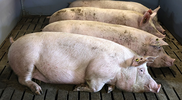 В Японии будут клонировать свиней для пересадки органов людям