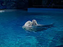 В Коченево Новосибирской области появится новый 25-метровый плавательный бассейн за 370 миллионов рублей