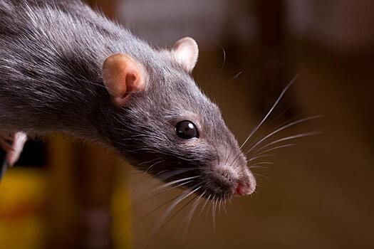 Крысы и мыши вымирают в Хабаровске