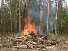 Противопожарные мероприятия на территории лесного фонда Ярославской области завершены на 100 процентов