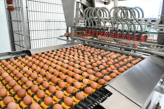 Донские депутаты обратятся на федеральный уровень с просьбой разрешить вакцинацию в промышленном птицеводстве