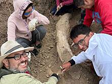 Найден уникальный бивень древнего слона размером с человека