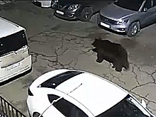 В Красноярске из-за медведя ввели режим угрозы ЧС