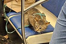 Стали известны подробности об агрессивном мужчине из метро с котом на поводке