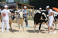 Лучших племенных коров определили в Нижегородской области