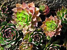 Экосистемы зеленых крыш в Китае предлагают развивать при помощи биочара