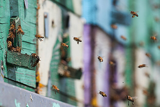 Меняются правила разведения пчел