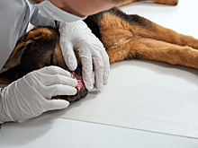 В Следкоме РФ отреагировали на ситуацию с собаками в Белогорске