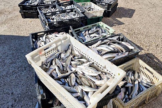 В Севастополе будут судить браконьеров, поймавших 10 тыс кефалей в порту