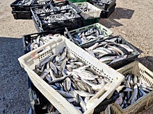 В Севастополе будут судить браконьеров, поймавших 10 тыс кефалей в порту