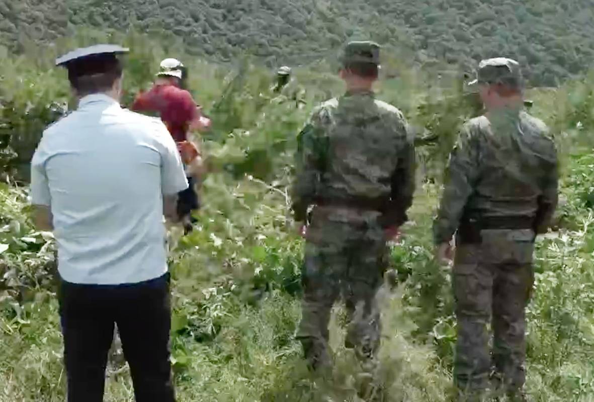 В российском регионе силовики уничтожили около пяти тонн конопли