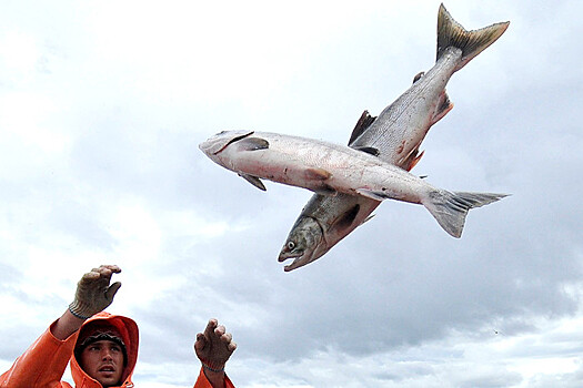 В штате Вашингтон лососи начали массово нарушать ПДД
