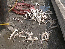 Сотню мертвых акулят вынесло на гавайский пляж