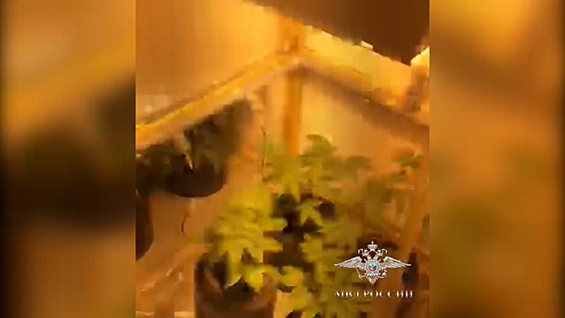 В Красноярске задержаны владельцы наркоплантации