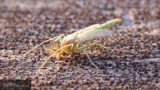 Ученые открыли новый вид «неправильных» комаров