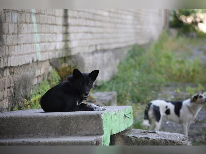 С начала года в Чите отловили около трёх тысяч бродячих собак