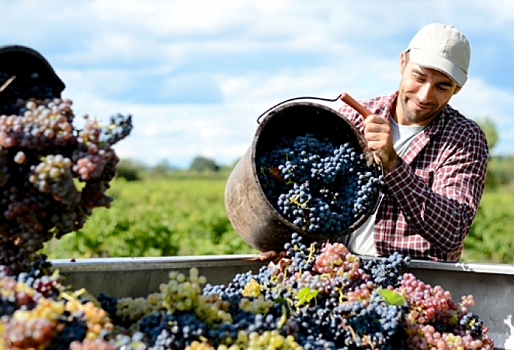 ПМЭФ: эксперты Россельхозбанка спрогнозировали рост потребления российского вина