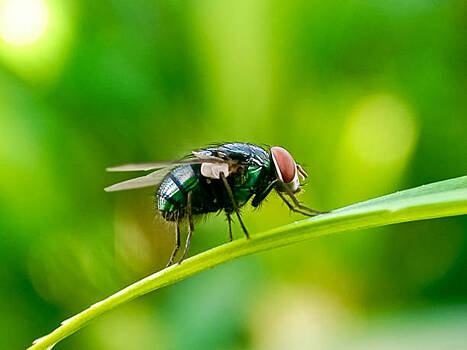 В Новосибирской области предупредили об опасности обычных мух