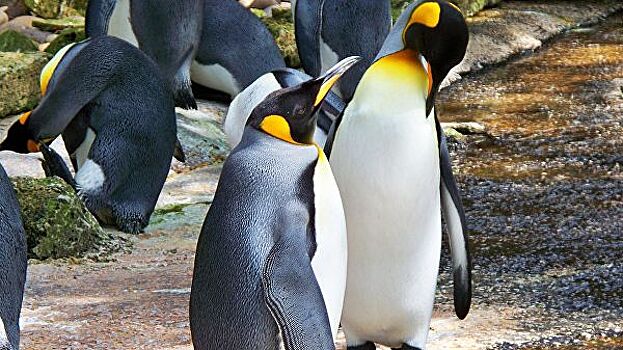 В Бельгии в зоопарке создали особую атмосферу для размножения пингвинов