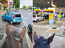 Видео: всадник на лошади затроллил водителей в очереди за бензином