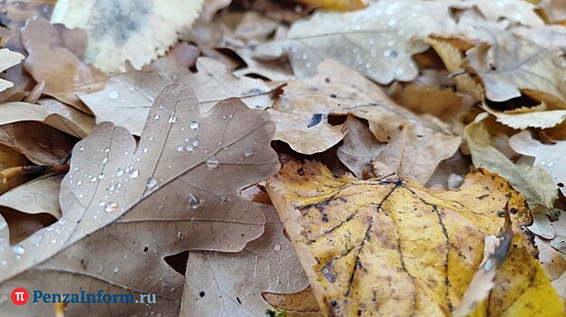 Прогноз на неделю: в Пензенской области ожидается мокрый снег