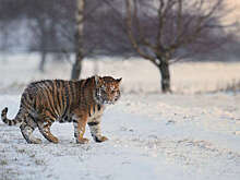 В Приморье тигр перегородил дорогу автомобилю и попал на видео