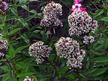 Вокальный ансамбль Intrada: кантаты и мотеты Баха (30 мая 2024, Концертный зал Чайковского)