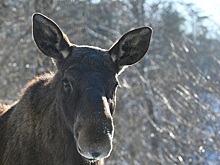 В Пензенской области водитель попал в больницу после столкновения с лосем
