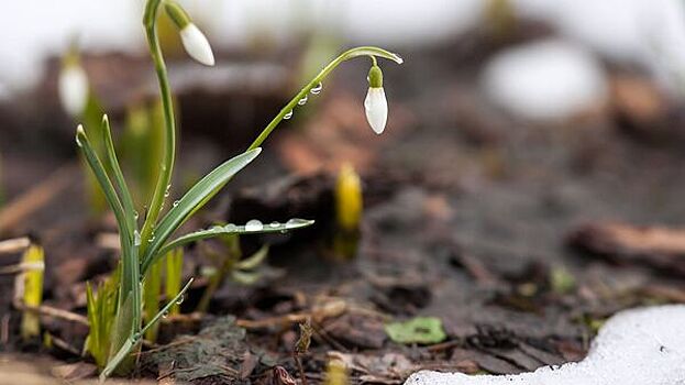 Синоптики рассказали, какой будет весна в Центральной России