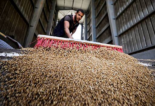 Египет нашел новый вариант для замены пшеницы из России