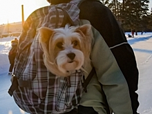 В Челябинске сняли на видео, как хозяин катался на коньках вместе с псом в рюкзаке