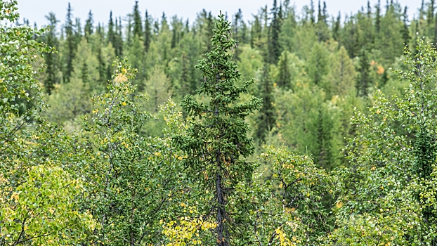 На Ямале подготовили первых инструкторов-проводников
