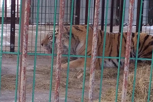 Хабаровские тигры-людоеды отправятся за решётку