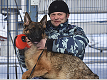 На Чукотке началась служба молодой овчарки, обученной поиску и задержанию преступников
