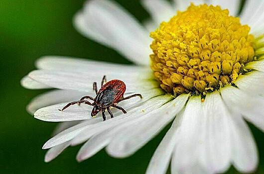 Опасности весеннего леса: как не подцепи­ть клеща