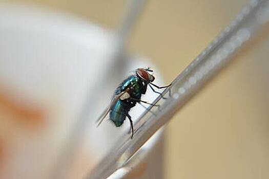 Как избавиться от мух в доме без использования химии
