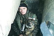 Стерилизация и приют. Как остановить убийства бездомных животных в Курске