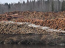 Дорубить до катастрофы. Украина со слезами отмечает День работника леса