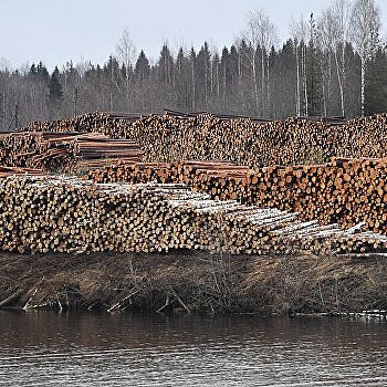 Дорубить до катастрофы. Украина со слезами отмечает День работника леса