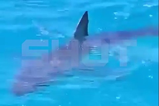 Плавать или нет — вот в чем вопрос: в Египте акулы «отобрали» берег у туристов