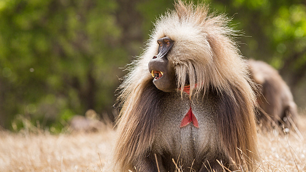 7 обезьян, которые выглядят как генерации искусственного интеллекта