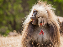 7 обезьян, которые выглядят как генерации искусственного интеллекта