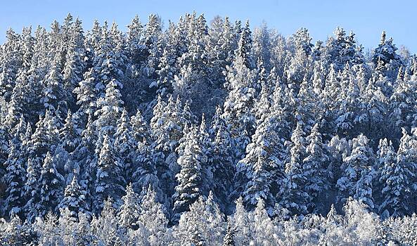 Раскрыты новые подробности о поиске бесследно исчезнувших в тайге Усольцевых