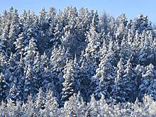 Раскрыты новые подробности о поиске бесследно исчезнувших в тайге Усольцевых