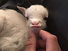 Новорожденная козочка стала звездой инстаграм в Ингушетии