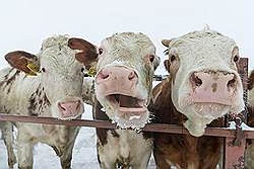 Бумажное мясо