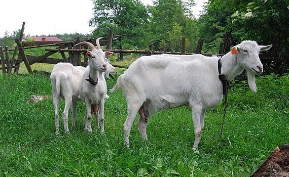 "Жизненно необходимая мера": разрешат ли дачникам и горожанам разводить кур и коз?